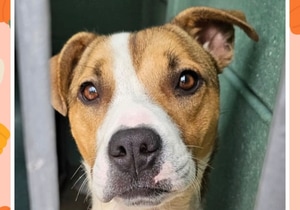 A Loving Home Needed!