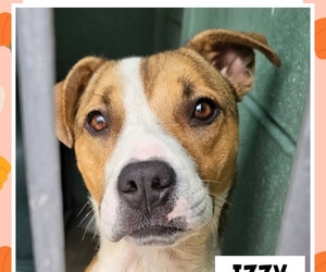 A Loving Home Needed!