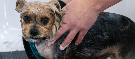 gansbaai_pet_parlours_pet_express_groomers_bath_and_grooming_1740641121