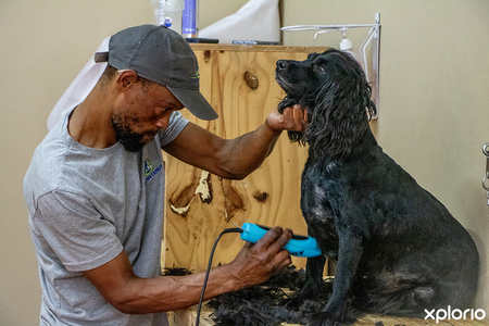 gansbaai_pet_parlours_pet_express_groomers_the_groomer_1740641351