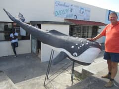 'Splinternuwe' walvis vir Hoofstraat