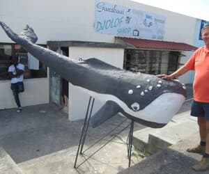 'Splinternuwe' walvis vir Hoofstraat