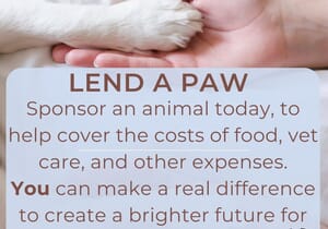 Sponsor a Rescue Animal for Just R100