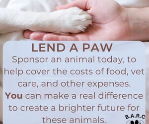 Sponsor a Rescue Animal for Just R100