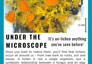 Under the Microscope: Golden-eye Lichen
