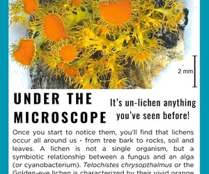 Under the Microscope: Golden-eye Lichen