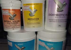 Pigeon Food and Care