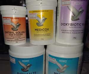 Pigeon Food and Care