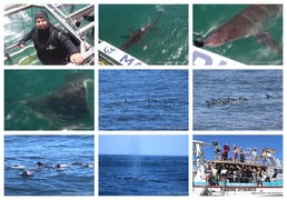 Daily Blog: 10 March 2025 | Shark Cage Diving in South Africa