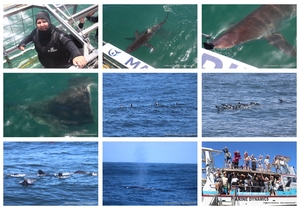 Daily Blog: 10 March 2025 | Shark Cage Diving in South Africa