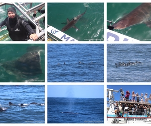 Daily Blog: 10 March 2025 | Shark Cage Diving in South Africa