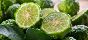 Bergamot (Citrus aurantium ssp.bergamia)