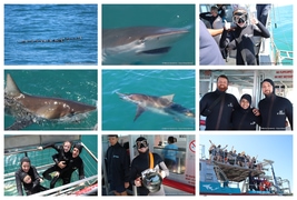 Daily Blog: 19 March 2025 | Shark Cage Diving in South Africa