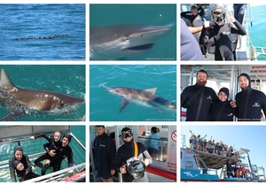 Daily Blog: 19 March 2025 | Shark Cage Diving in South Africa