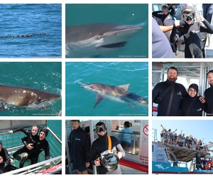 Daily Blog: 19 March 2025 | Shark Cage Diving in South Africa
