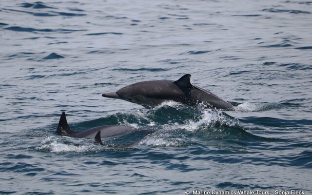 480962084_1229934805808703_7264726357235497635_n_1742537898