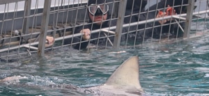 Celebrating 25 Years of Excellence!