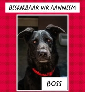 Help Us Find a Home for Boss!