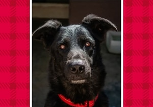 Help Us Find a Home for Boss!