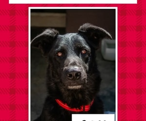 Help Us Find a Home for Boss!