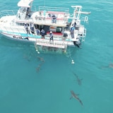 450626654_7772553139497633_6520002749841916209_n_4__1742896794