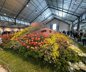 130-Year-Old Fynbos Seeds Grow Again!