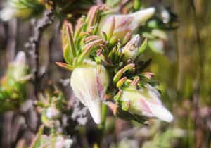 A Fascinating Fynbos Find!