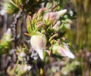 A Fascinating Fynbos Find!