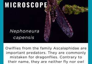 Under The Microscope: Owlflies!