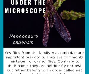 Under The Microscope: Owlflies!