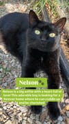 Meet Nelson - The Sweetest Black Cat!