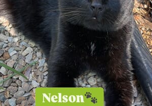 Meet Nelson - The Sweetest Black Cat!
