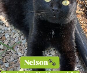 Meet Nelson - The Sweetest Black Cat!