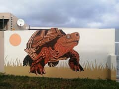 Fritz the Tortoise and Gansbaai’s Glow-Up!