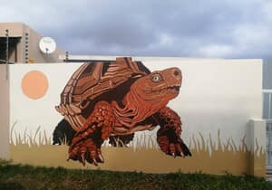 Fritz the Tortoise and Gansbaai’s Glow-Up!