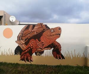 Fritz the Tortoise and Gansbaai’s Glow-Up!