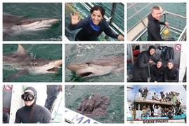 Daily Blog: 01 April 2025 | Shark Cage Diving in South Africa