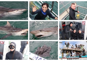 Daily Blog: 01 April 2025 | Shark Cage Diving in South Africa