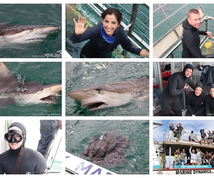 Daily Blog: 01 April 2025 | Shark Cage Diving in South Africa