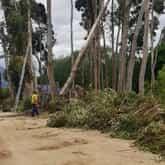 Tree Removal - Cape Tree Services - Xplorio™ Barrydale