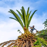 Palm Tree - Cape Tree Services - Xplorio™ Barrydale
