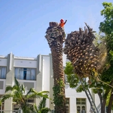 Palm Tree Fell - Cape Tree Services - Xplorio™ Barrydale