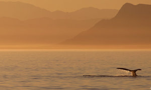 Brace Yourself, Whales are Coming