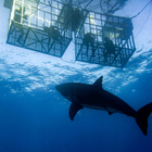 Shark cage diving - CALAMARI SELF CATERING - Xplorio™ Gansbaai