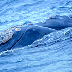 Whale watching - CALAMARI SELF CATERING - Xplorio™ Gansbaai