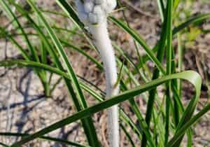 Holiday Fun with Purpose at Grootbos Foundation