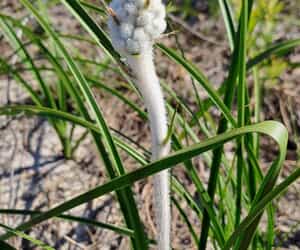 Holiday Fun with Purpose at Grootbos Foundation