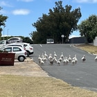 "Ganse" walking along the harbour surrounding suburbs as if they "own the place" - CALAMARI SELF CATERING - Xplorio™ Gansbaai