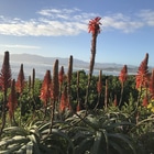 Beautiful De Kelders Aloes In Full Bloom - CALAMARI SELF CATERING - Xplorio™ Gansbaai Beautiful De Kelders Aloes In Full Bloom - CALAMARI SELF CATERING - Xplorio™ Gansbaai