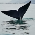 Whale "tailing" in De Kelders - CALAMARI SELF CATERING - Xplorio™ Gansbaai